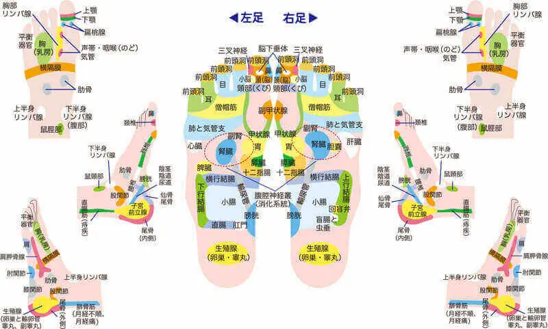Dr.Foot step 反射区の配置図