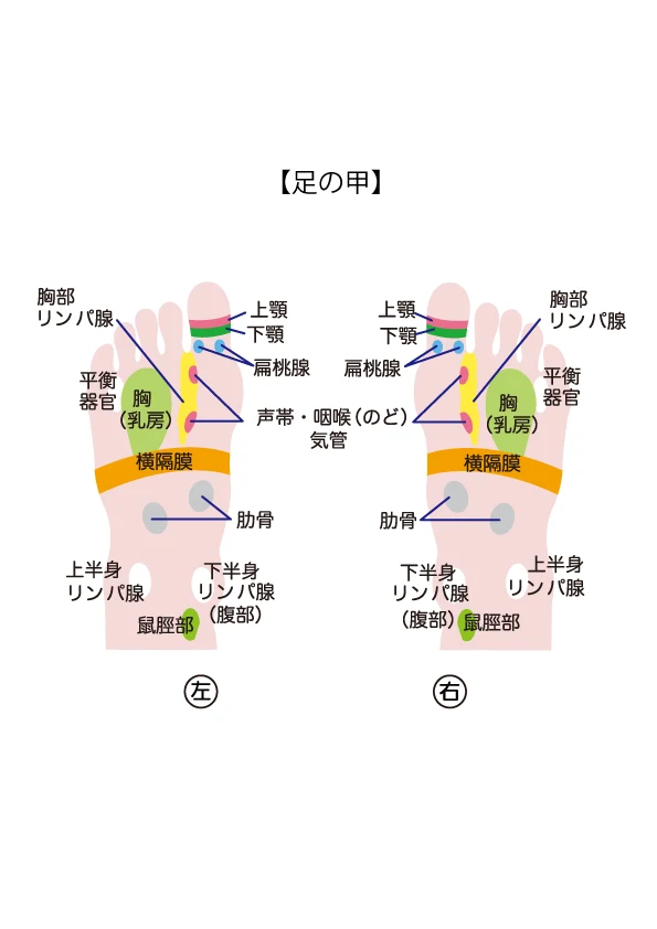 反射区表【足の甲】