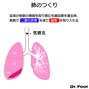 ドクターフット　反射区　反射区表　浜松町　新橋　新宿　神田　足つぼ　肺